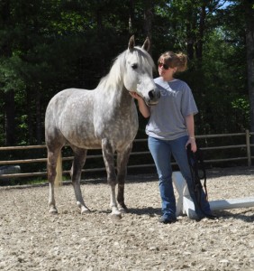 Izzy, one of the horses at Wild Hearts.