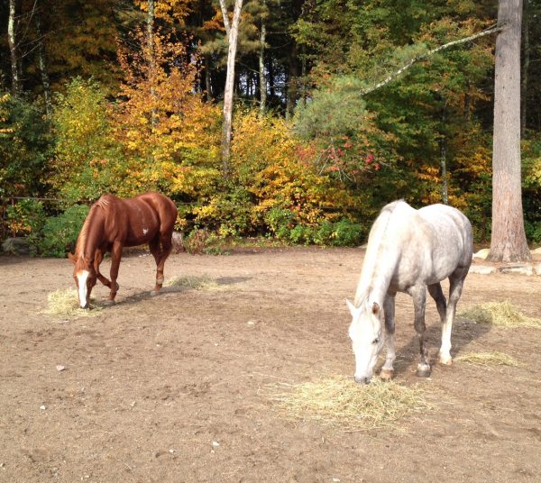 Kipper and Izzy, at Lovely's farm, where Wild Hearts is located.